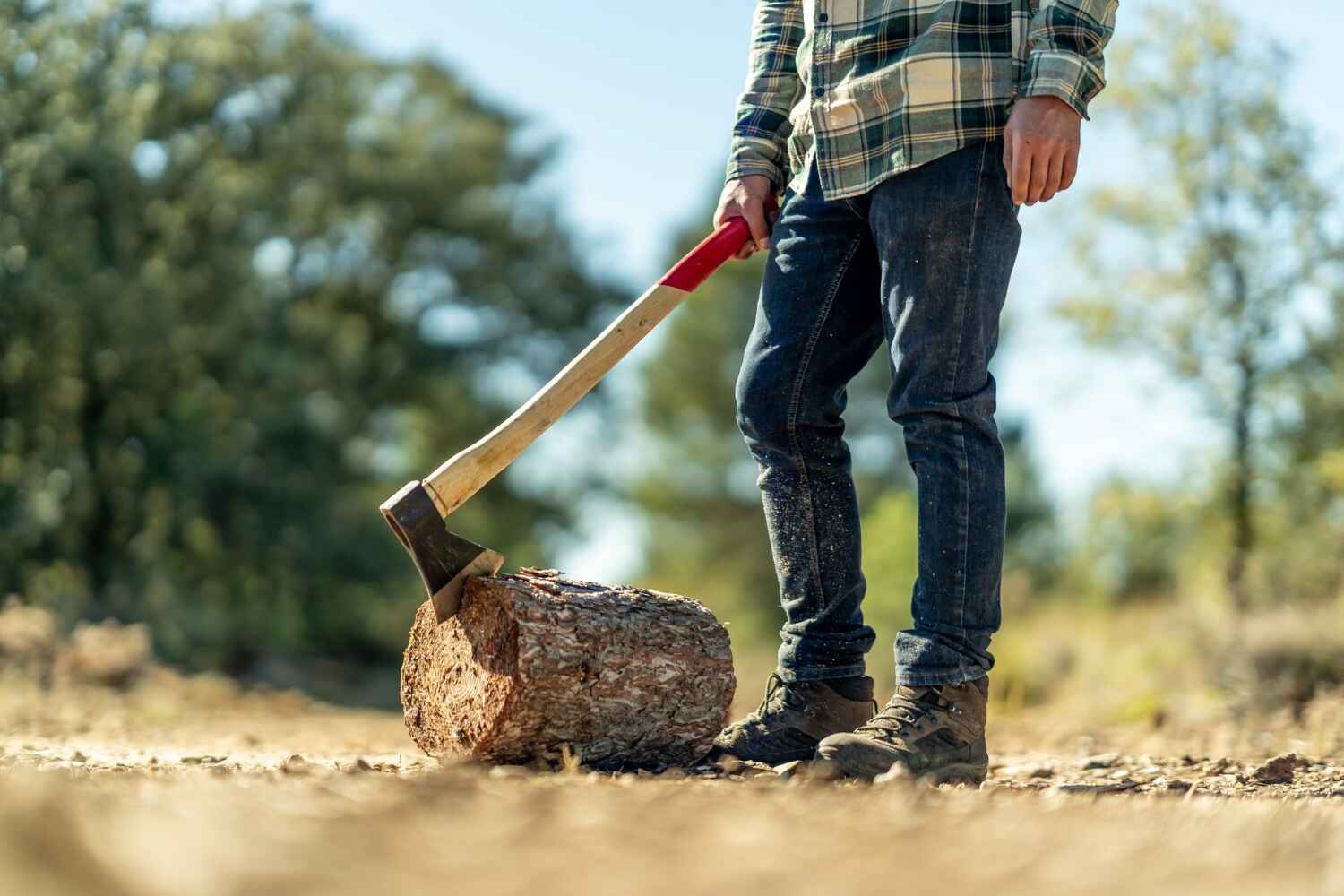 The Steps Involved in Our Tree Care Process in Hooks, TX